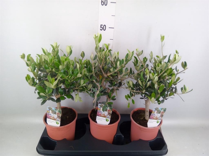 <h4>Olea europaea</h4>