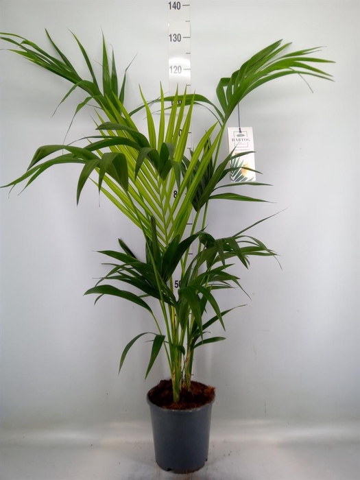 <h4>Howea forsteriana</h4>