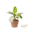 FICUS ELASTICA P9 SHIVEREANA COCOZ