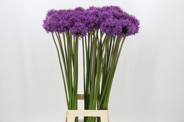 <h4>Allium 'Gladiator'</h4>