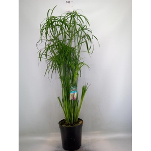 Cyperus   ...