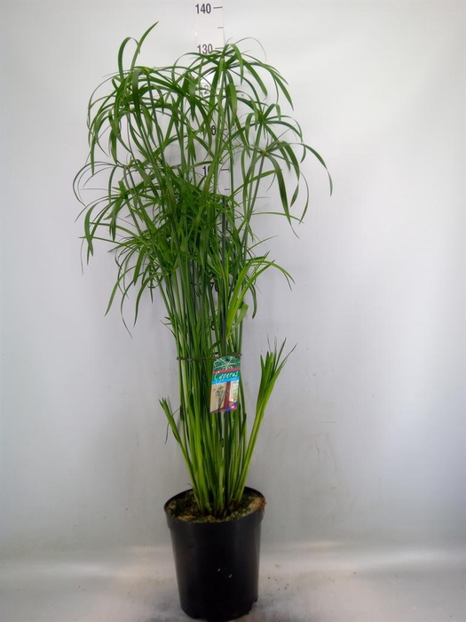 <h4>Cyperus   ...</h4>