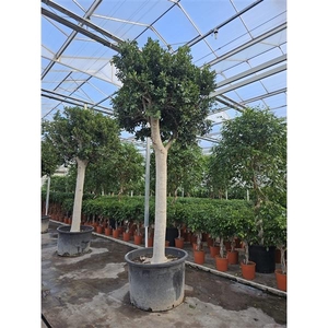 Ficus Nitida