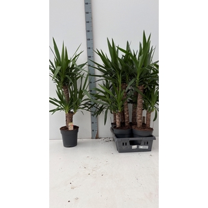 YUCCA