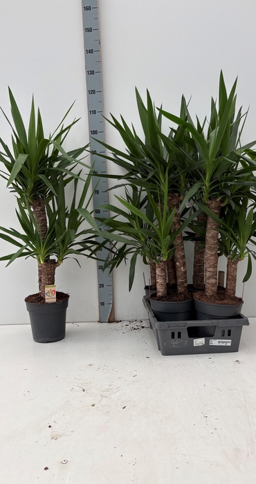 <h4>YUCCA</h4>