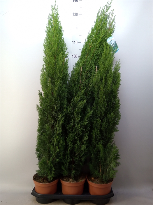 <h4>Cupressus sempervirens 'Totem'</h4>