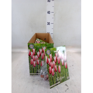 Tulipa   ...flowerbulbs