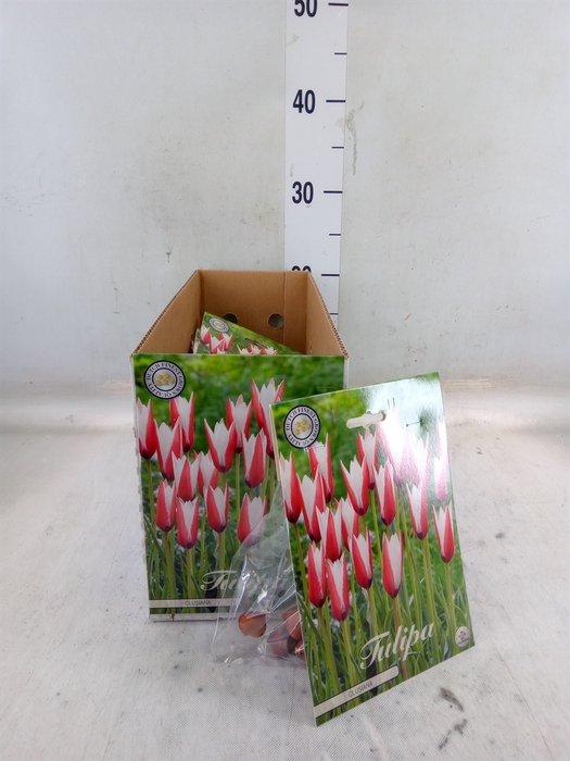 <h4>Tulipa   ...flowerbulbs</h4>