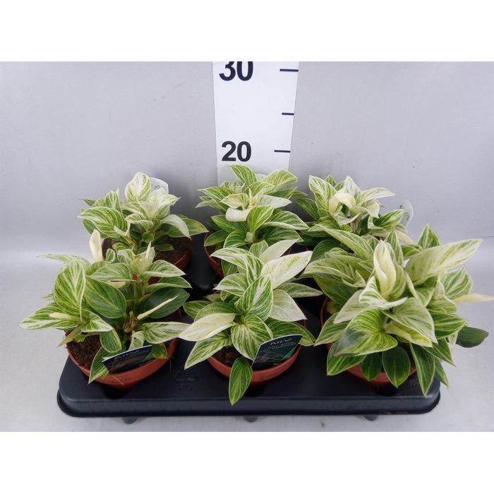 <h4>Philodendron   ...</h4>
