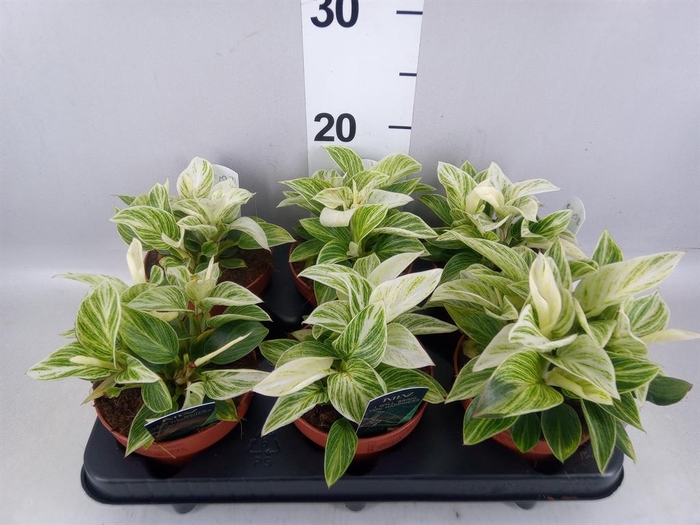 Philodendron   ...