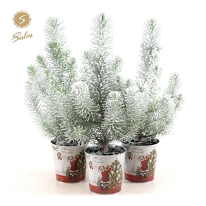 Pinus pinea 'Silver Crest' P10,5 in Zinc Santa + Snow