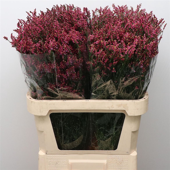 <h4>Lim Sin China Red</h4>
