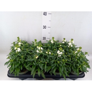 Erysimum  'Leya White'