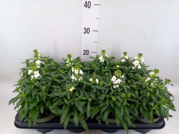 <h4>Erysimum  'Leya White'</h4>