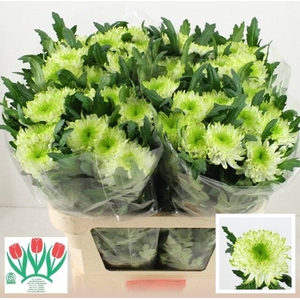 CHR G ZEMBLA LIME