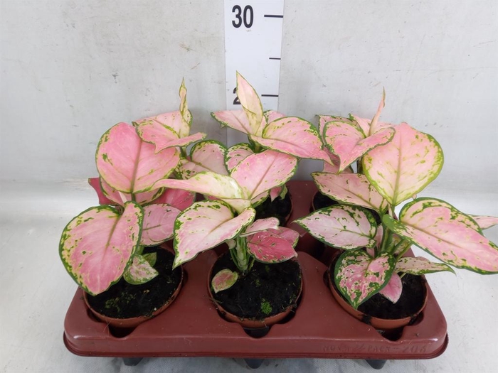 <h4>Aglaonema   ...</h4>