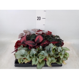 Begonia BD rex   ...mix