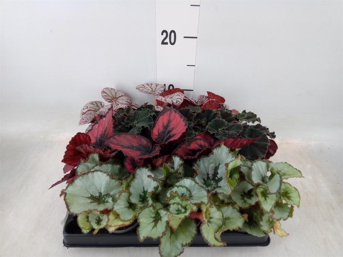 <h4>Begonia BD rex ...mix</h4>
