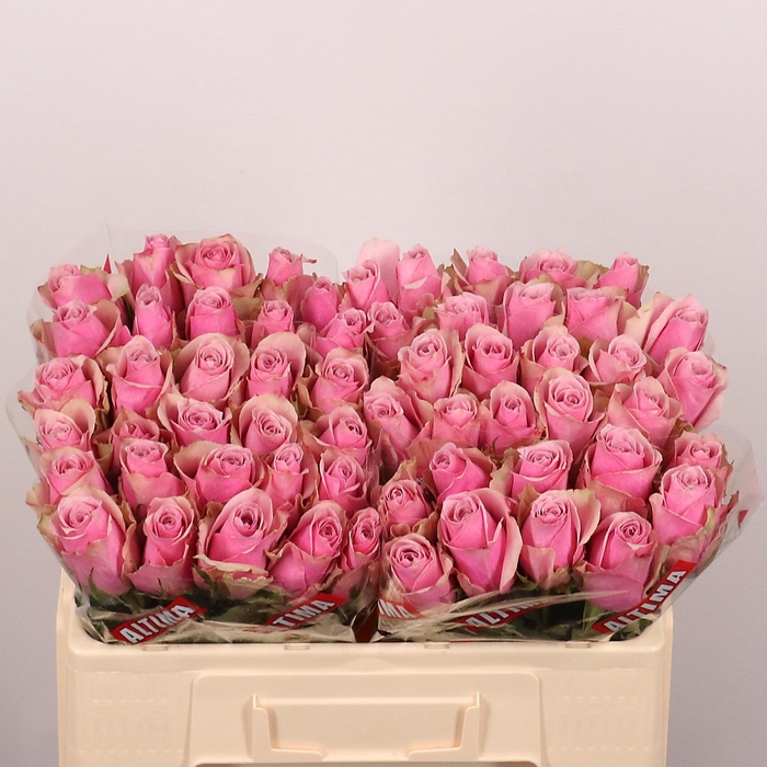 <h4>R GR ATHENA ROYALE</h4>