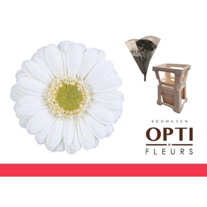 Germini Albino Water