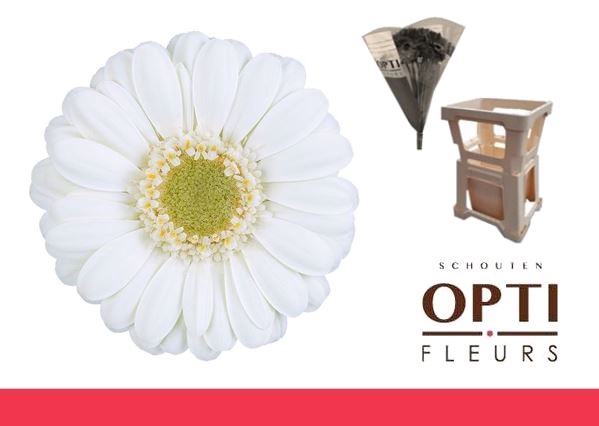 <h4>Germini Albino Water</h4>