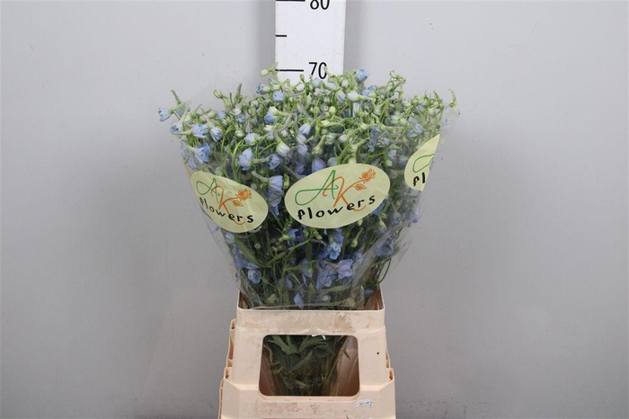 <h4>Delph En Ballkleid</h4>