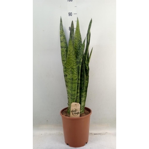 Sansevieria zeylanica