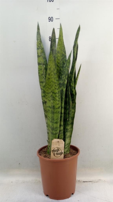 <h4>Sansevieria zeylanica</h4>