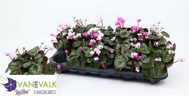 <h4>Cyclamen coum</h4>