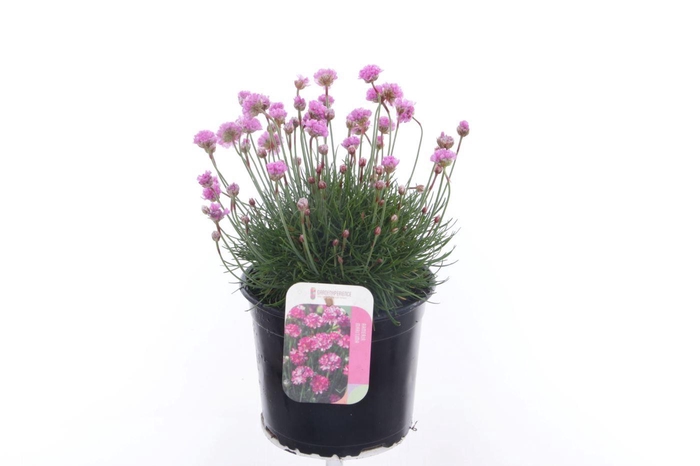 <h4>Armeria maritima Splendens</h4>