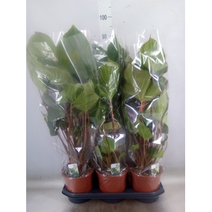 Homalomena rubescens 'Maggy'