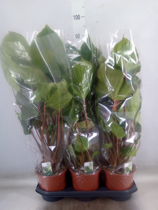 <h4>Homalomena rubescens 'Maggy'</h4>