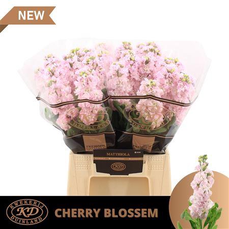 <h4>Matth Impala Cherry Blossom</h4>