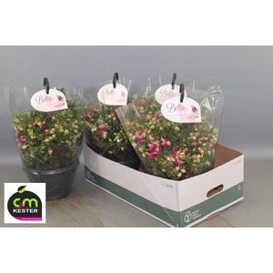 FUCHSIA B F HANG GEM