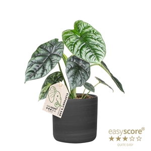 ALOCASIA SINUATA P12 RAW BLACK