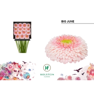 GE GB Gerponi Big June diamond x30