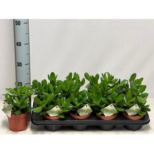 CRASS OVATA
