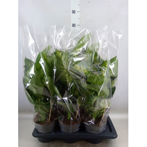 Dieffenbachia seg. 'Reeva'