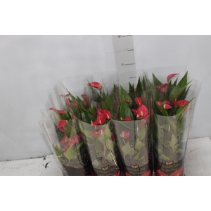 ANTHURIUM MINI MILLION FLOWERS P09