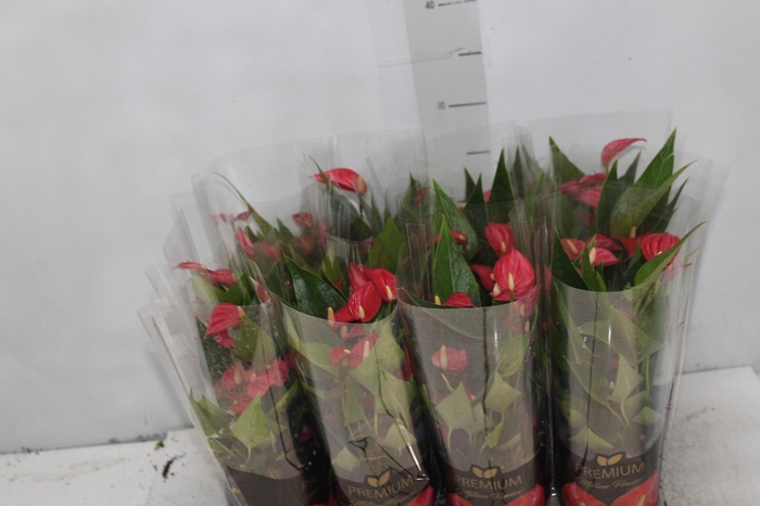 <h4>ANTHURIUM MINI MILLION FLOWERS P09</h4>