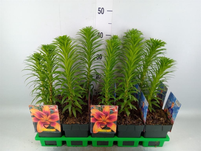 <h4>Lilium   ...</h4>