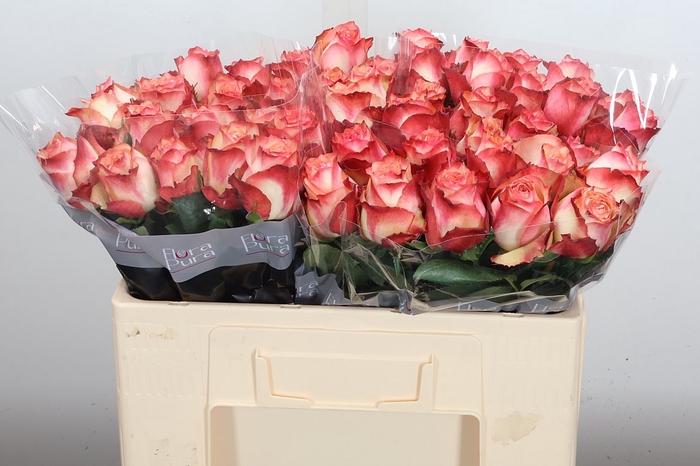 <h4>R Gr Attraction</h4>