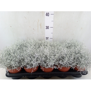Leucophyta     [Calocephalus]