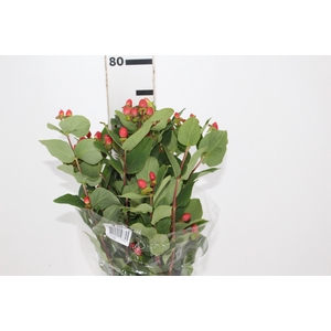 HYPERICUM 080 CM VERMELHO