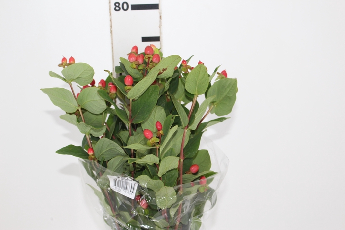 <h4>HYPERICUM 080 CM VERMELHO</h4>