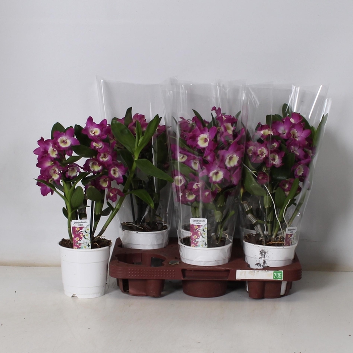 <h4>DEND NOBILE</h4>