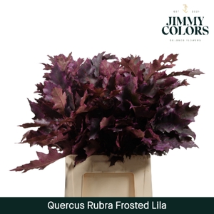 Quercus Rubra L60 Klbh. Frosted Lila