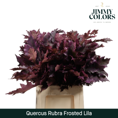 <h4>Quercus Rubra L60 Klbh. frosted lila</h4>