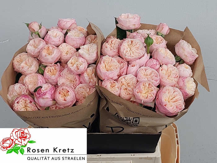 <h4>R TR ROYAL BLUSH</h4>