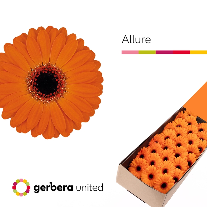 <h4>Germini Allure Doos</h4>